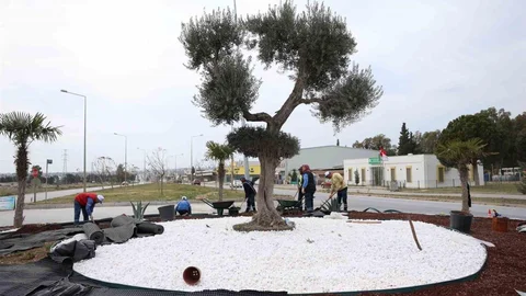 Didim'de Yol Güzelleştirme Çalışmaları