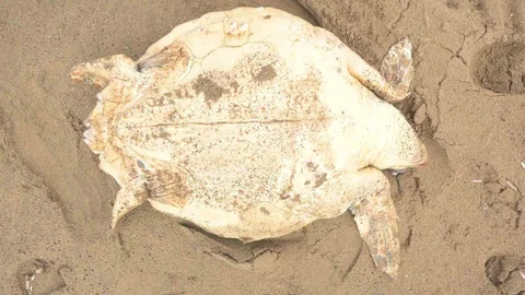 Antalya'da Ölü Caretta Caretta Bulundu