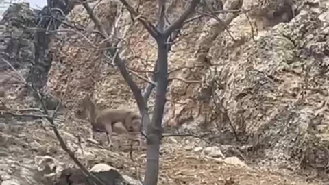 Elazığ'da Üç Ayaklı Yaban Keçisi Görüntülendi