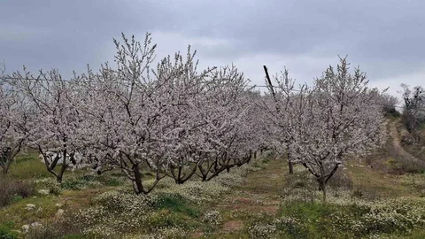 Erken Çiçek Açan Ağaçlar Don Tehlikesiyle Karşı Karşıya