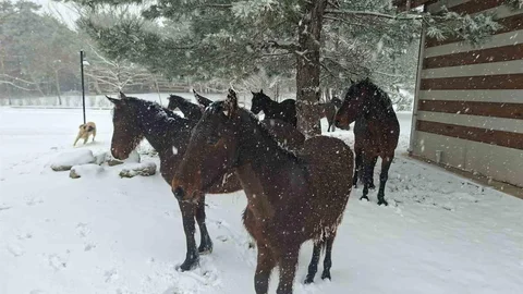 Bayramda Spil Dağı'na Kar Yağdı