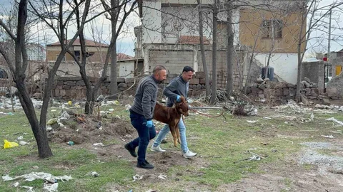 Kayseri'de Başıboş Köpek Saldırısı