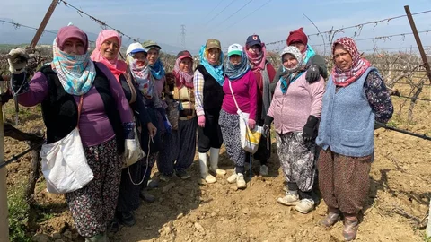 Manisa'da Üzüm Bağları Yeniden Canlandı