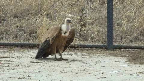 Yaban Kuşları Van'da Özgürlüğe Kanat Çırpıyor