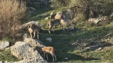 Diyarbakır'da Dağ Keçileri Görüntülendi