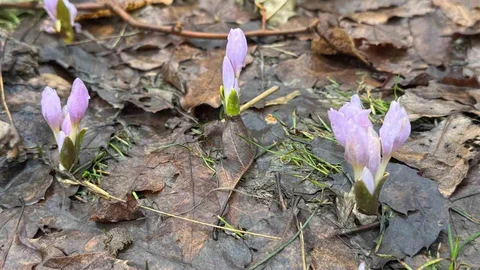 Şırnak'ta Kışta Çiçekler Açtı