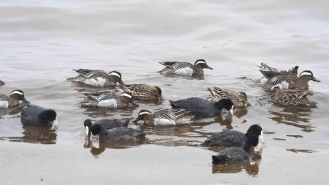 Çıkrıkçın Ördekleri Van Gölü'nde Görüntülendi
