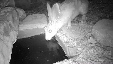 Yaban Hayvanları Su İçerken Görüntülendi