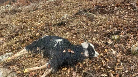 Tunceli'de Kurt Saldırısı Sonucu Hayvanlar Telef Oldu