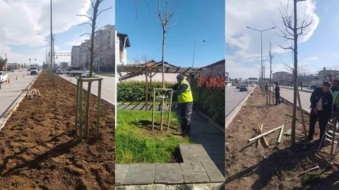 Bursa'da 700 Çınar Dikti