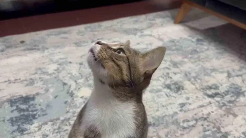 Zonguldak'ta Kedinin Midesinden Yabancı Cisim Çıktı