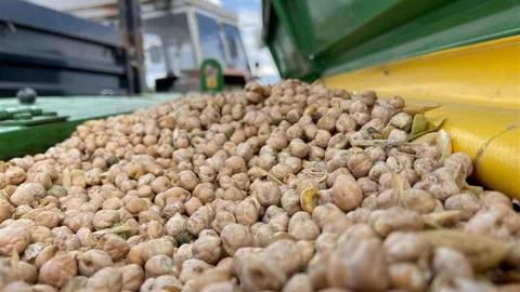 Bayburt'ta Nohut Tohumu Desteği