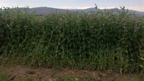 Bayburt'ta Bezelye Tohumu Desteği Başlıyor