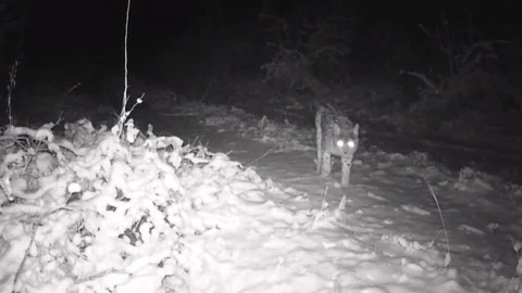 Erzincan'da Yaban Hayatı Görüntüleniyor