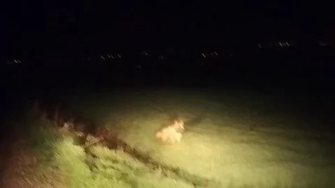 Adıyaman'da Çizgili Sırtlan Görüldü