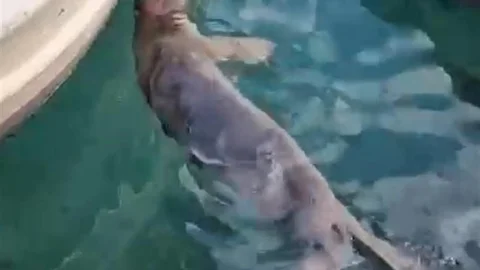 Akyarlar'da Yavru Akdeniz Foku Görüntülendi