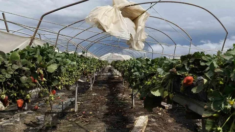 Silifke'de Hortum Tarım Arazilerini Vurdu