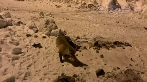 Ardahan'da Tilkiyi Besleyen Adam