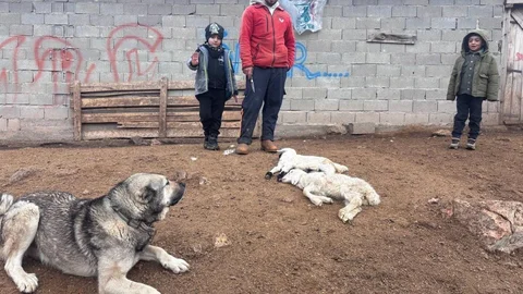 Erzincan'da Kuzu Kayıpları Artıyor