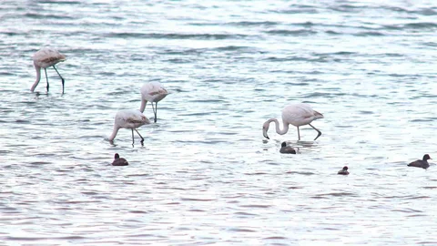 Flamingolar Van Gölü'ne Geri Döndü