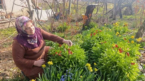 Kütahya'da Ters Lale Güzelliği