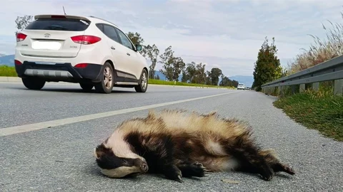 Aydın'da Porsuk Hayatını Kaybetti