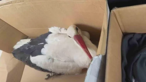 Hatay'da Leyleklere Ateş Açıldı