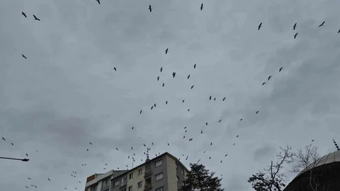 Leyleklerin Gökyüzündeki Dansı Eskişehir'de Görücüye Çıktı