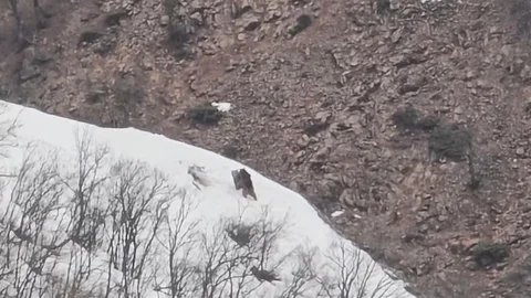 Pülümür Vadisi'nde Oyun Oynayan Ayılar Görüntülendi