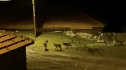 Kurt Sürüsü Köye İndi