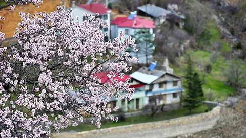 Gümüşhane'de Bahar Renkleri Görücüye Çıktı