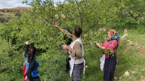 Mersin'de Badem Çağlası Hasadı Erken Başladı