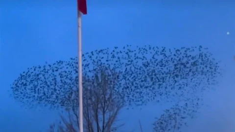 Kuşların Türk Bayrağı Etrafındaki Dansı Görüntülendi