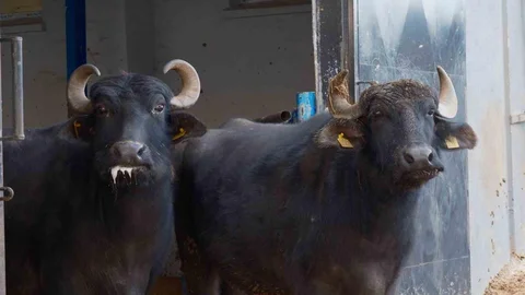 Türkiye'nin Yeni Manda Irkı Murana Bursa'da Süt Verimi Arttırıyor