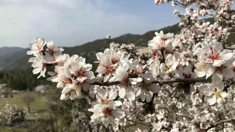 Antalya'da Badem Ağaçları Çiçek Açtı