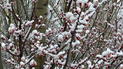 Afyonkarahisar'da Badem ve Kayısı Çiçekleri Karla Kaplandı