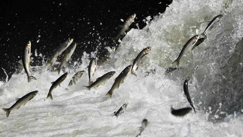 Van'da Yağışlar Tarımı Olumlu Etkileyecek