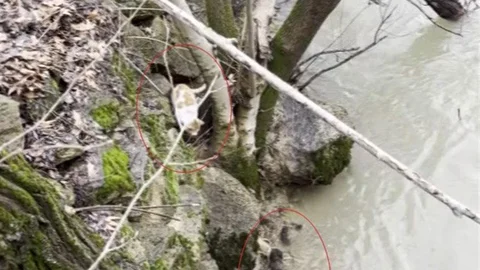 Tunceli'de Kedi ve Su Samuru Saklambaç Oynadı