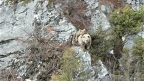 Anne Boz Ayı ve Yavru Annesi Görüntülendi