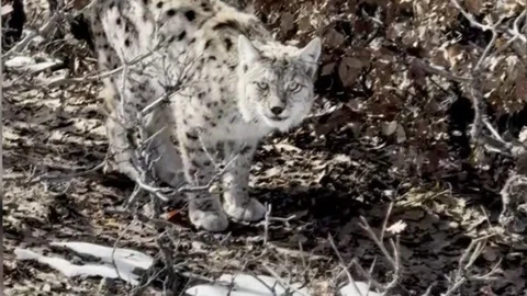 Vaşak, köyde görüntülendi