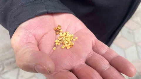Ata Tohumlarıyla Yozgat'ın Tarım Kültürü Yaşatılıyor