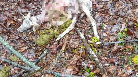 Tekirdağ'da Kurt Saldırısı: 23 Hayvan Telef Oldu