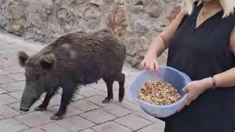 Safiye Soyman Domuzu Besledi