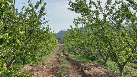 Aydın'da Meyve Tutumu İncelemesi