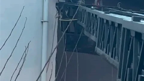 Diyarbakır'da Asılı Güvercin Kurtarıldı