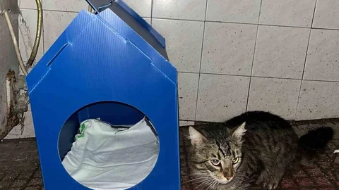 Sinop'ta Sokak Kedilerine Yuva Yaptı