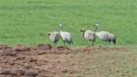 Turnalar Tunceli'de Görüntülendi