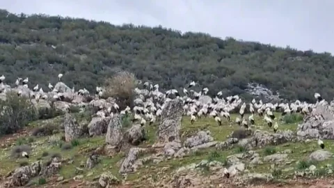 İslahiye'de Leyleklerin Göçü