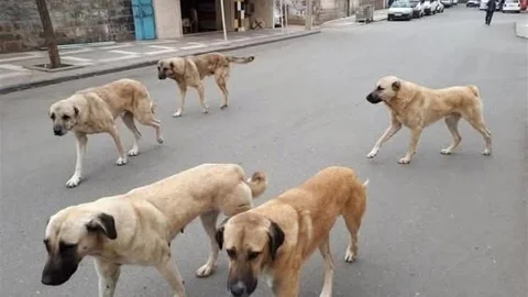Yozgat'ta Sahipli Hayvana Ceza Uygulaması