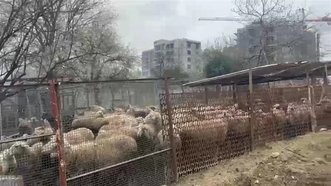 Kocaeli'de Ahır Yangını, Çok Sayıda Hayvan Telef Oldu
